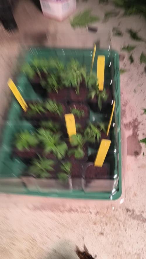 ETHOS GENETICS CRESCENDO RBX1 GROWSHOP