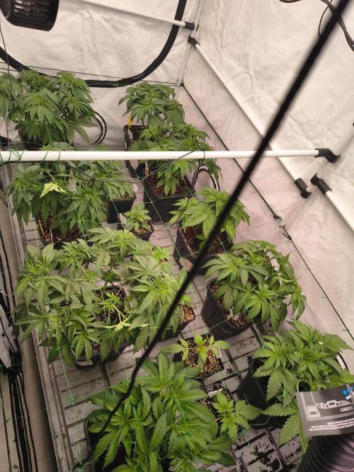 ETHOS GENETICS CRESCENDO RBX1 GROWSHOP. Week 5