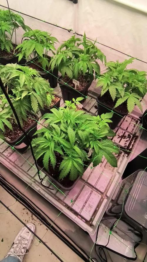 DNA GENETICS SNACK PACK ATHENA AG