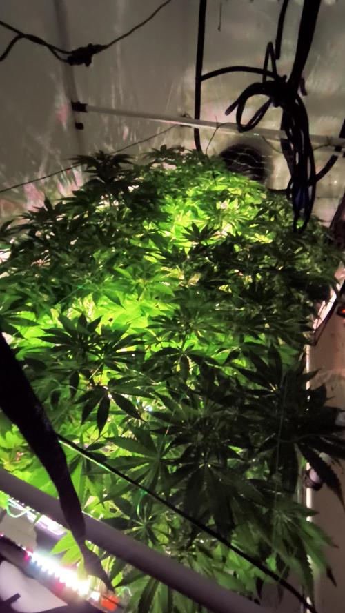 DNA GENETICS SNACK PACK ATHENA AG. Week 6