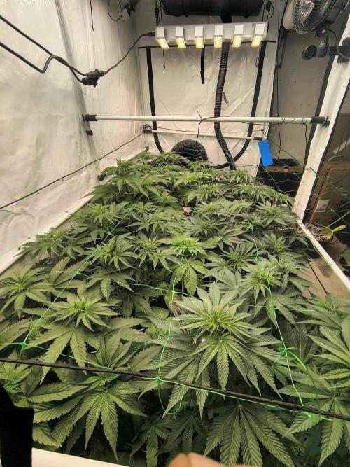 DNA GENETICS SNACK PACK ATHENA AG. Week 6