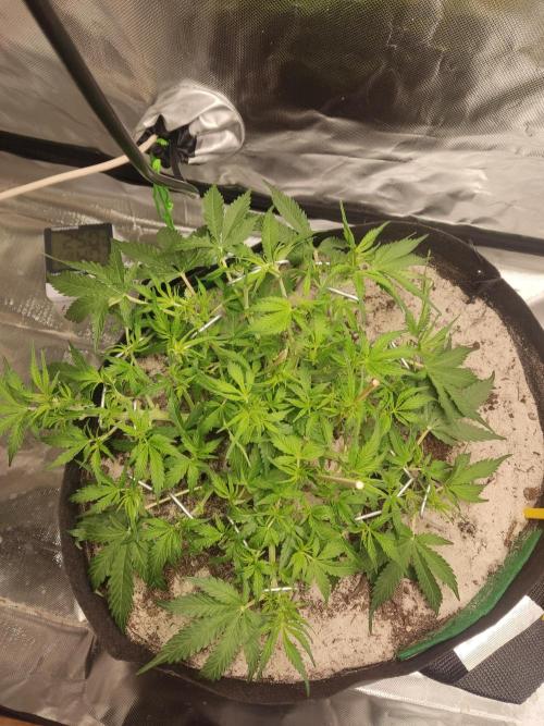 My first grow - lst + defoliation. Week 6