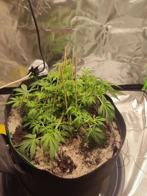 My first grow - lst + defoliation. Week 6 - 41