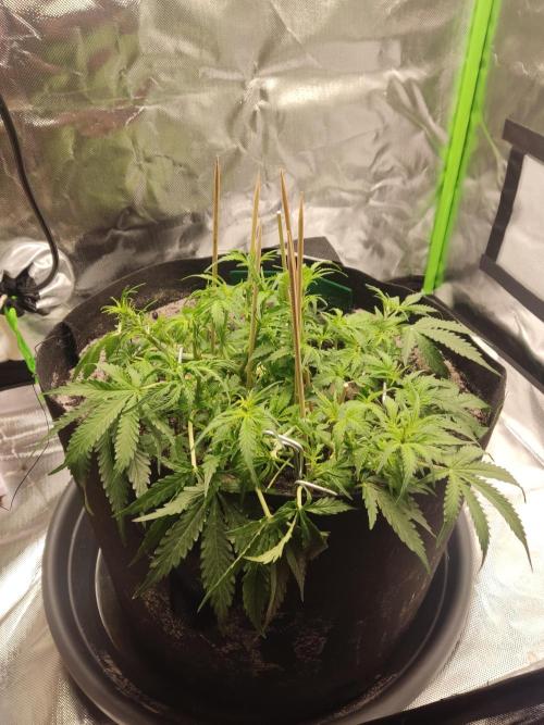 My first grow - lst + defoliation. Week 6 - 41