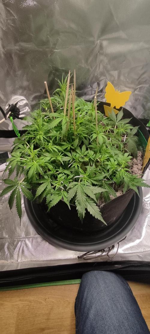 My first grow - lst + defoliation. Week 7
