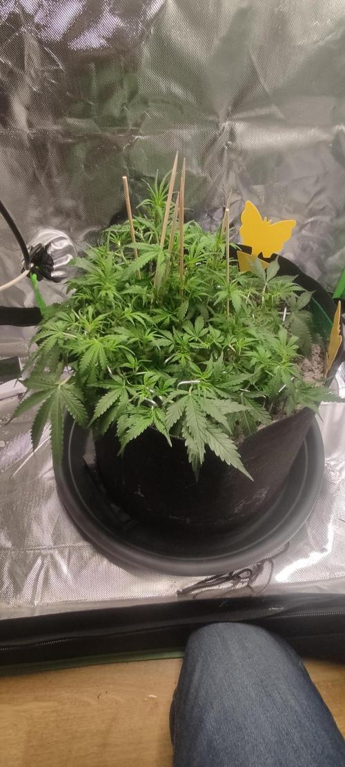 My first grow - lst + defoliation. Week 7