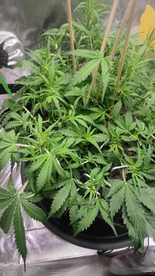 My first grow - lst + defoliation