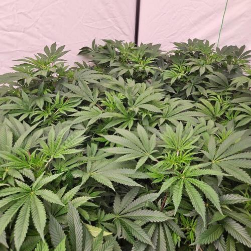 Black Domina. Week 1