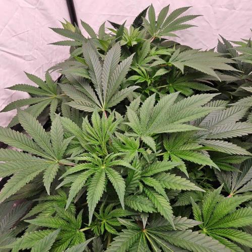 Black Domina. Week 1