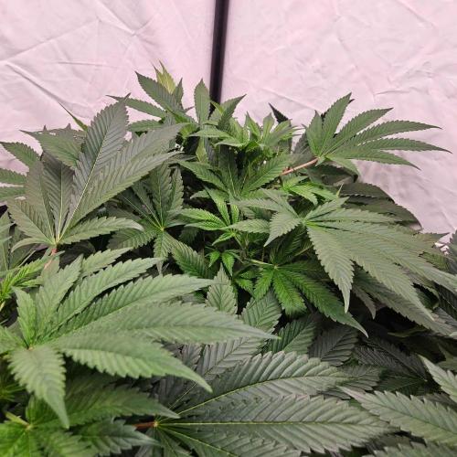 Black Domina. Week 1