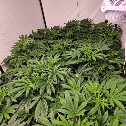 Black Domina. Week 1