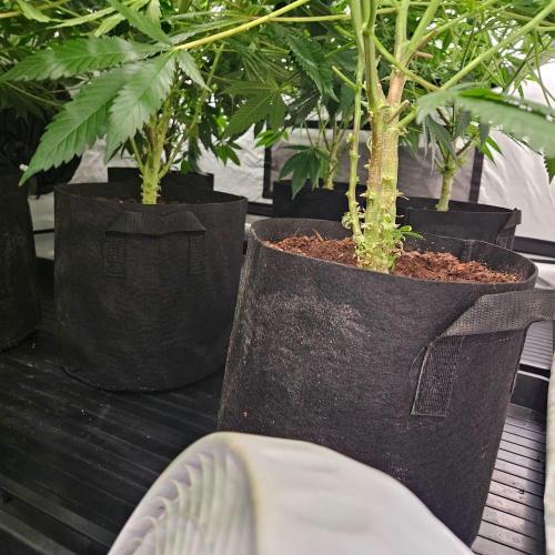 Black Domina. Week 2