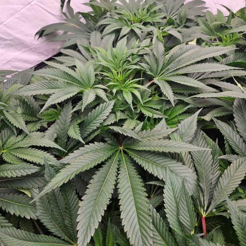 Black Domina. Week 2