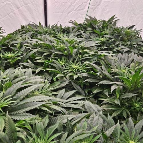 Black Domina. Week 3