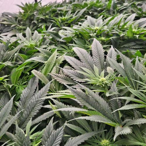 Black Domina. Week 3