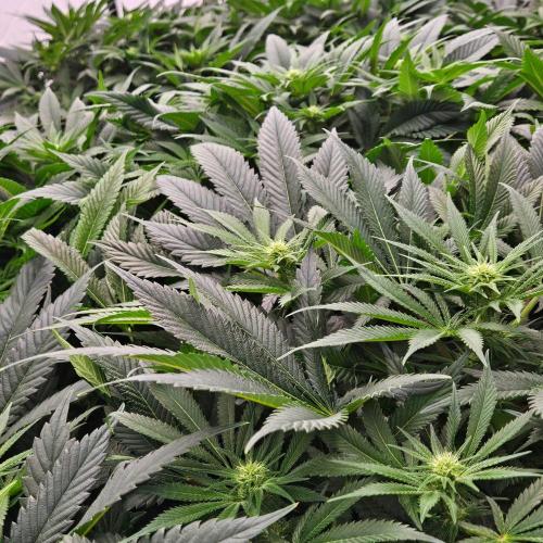 Black Domina. Week 3