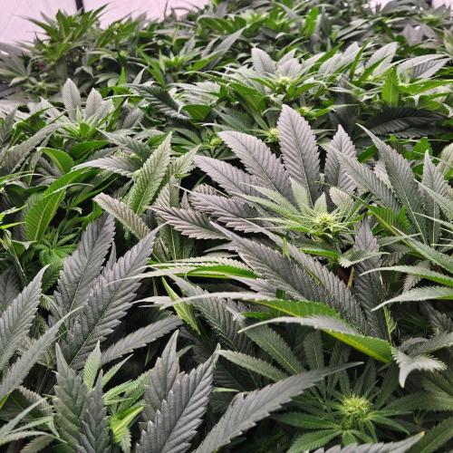 Black Domina. Week 3