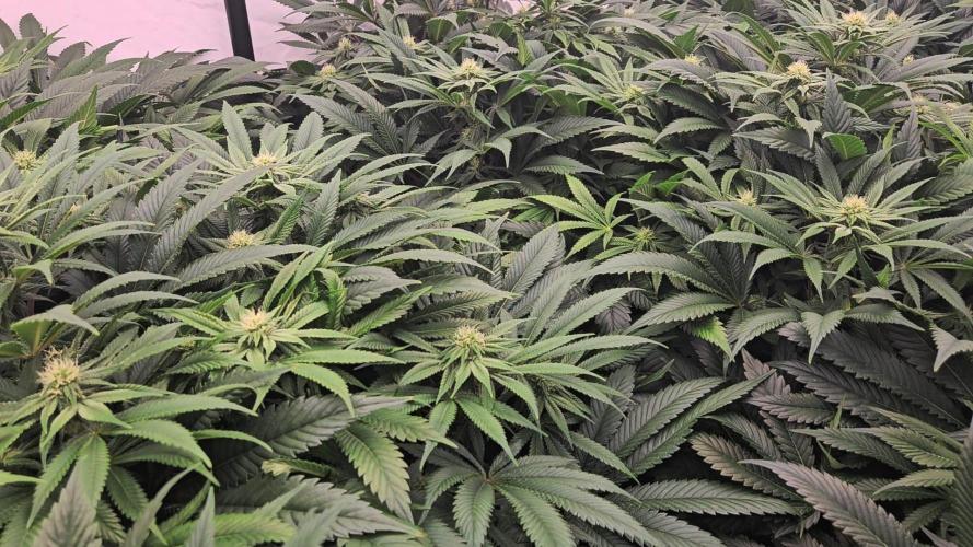 Black Domina. Week 4