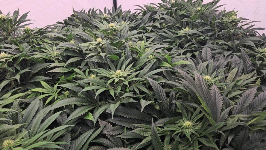 Black Domina. Week 4