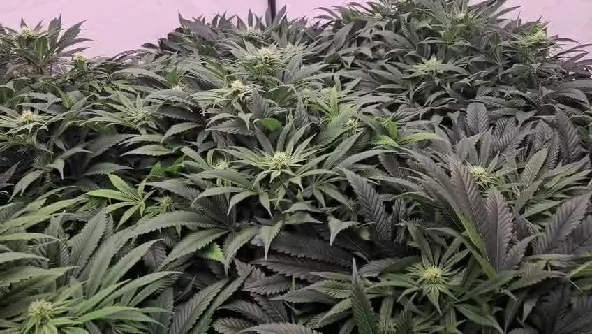 Black Domina