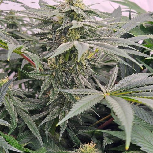 Black Domina. Week 5