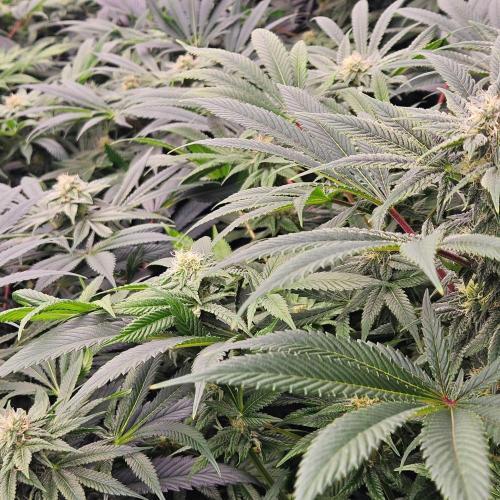 Black Domina. Week 5