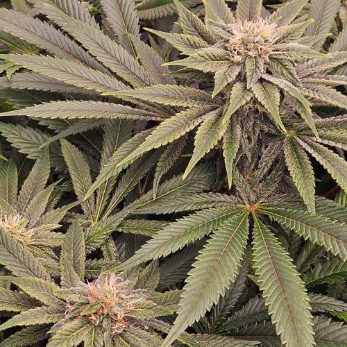 Black Domina. Week 5