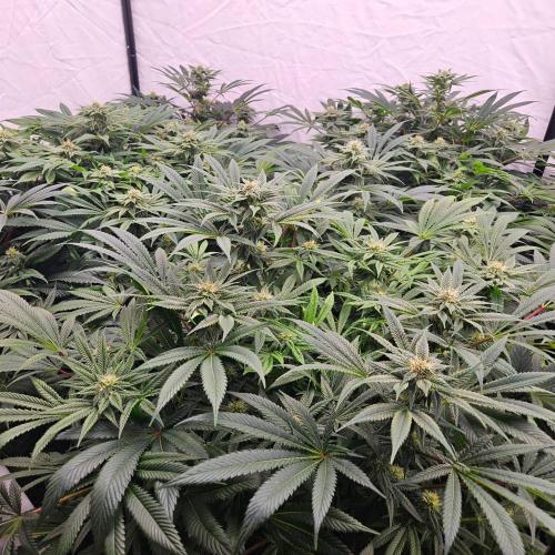 Black Domina. Week 5