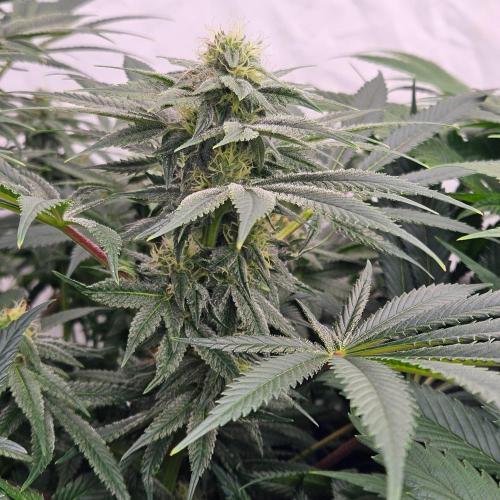 Black Domina. Week 5