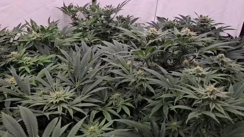 Black Domina