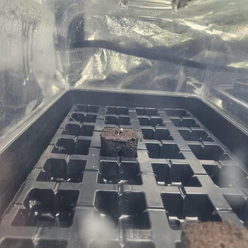 Northern Lights. Week 0