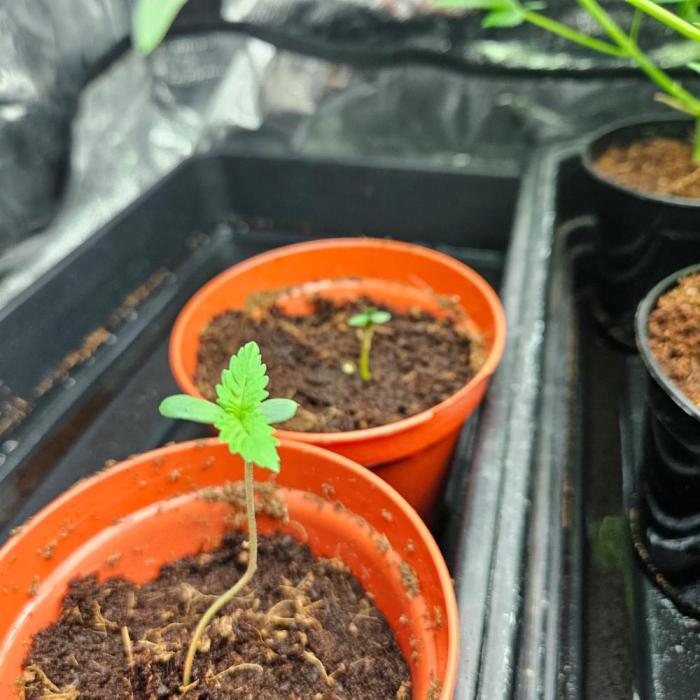 Northern Lights. Week 1