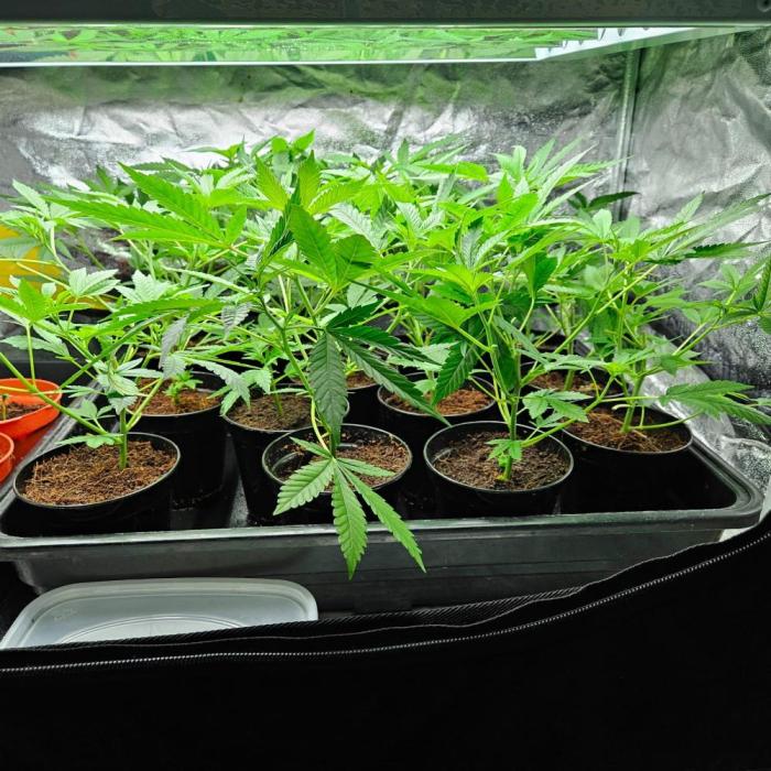 Black Domina #2. Week 2