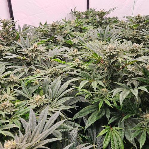 Black Domina. Week 6