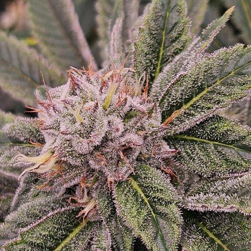 Black Domina. Week 6