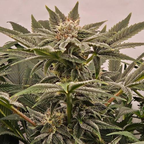 Black Domina. Week 6