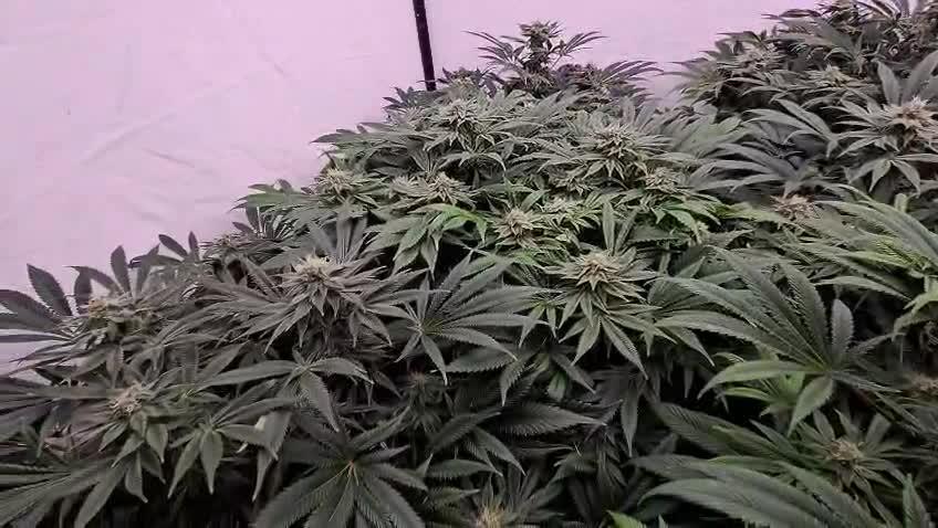 Black Domina