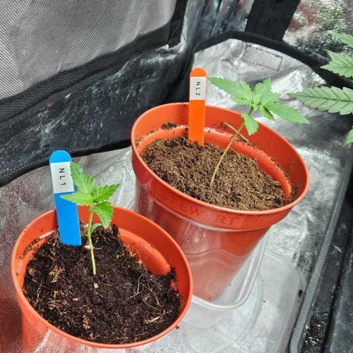 Northern Lights. Week 2