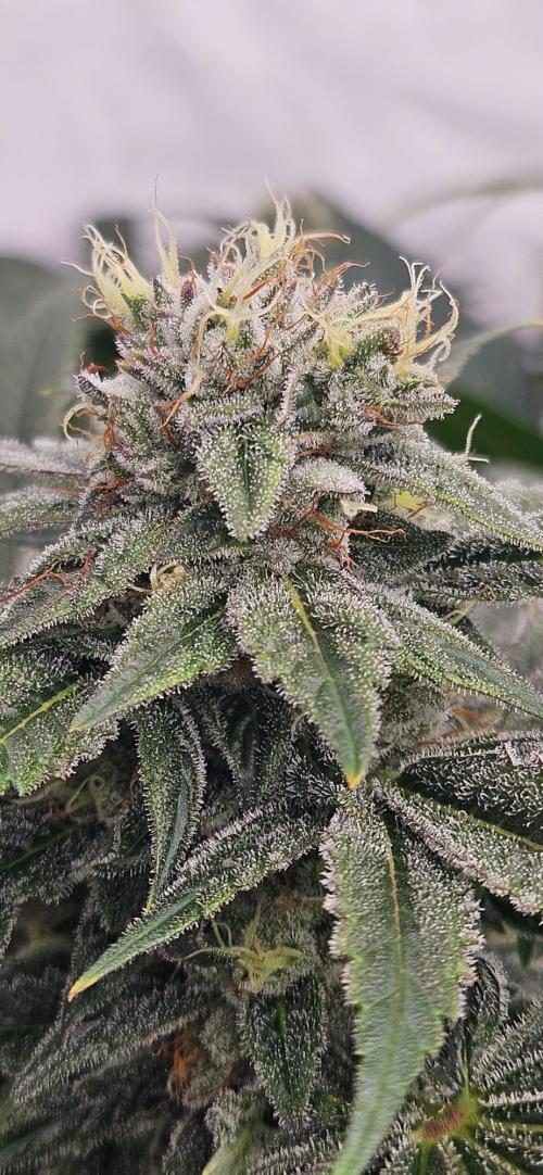 Black Domina. Week 7
