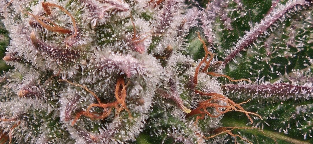 Black Domina. Week 7