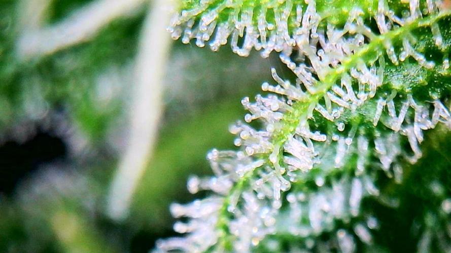 Black Domina. Week 7