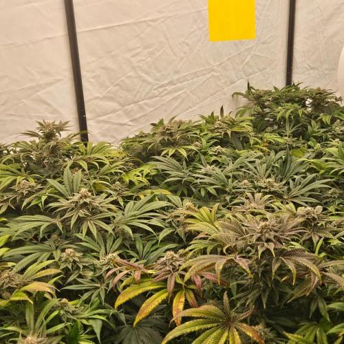 Black Domina. Week 7