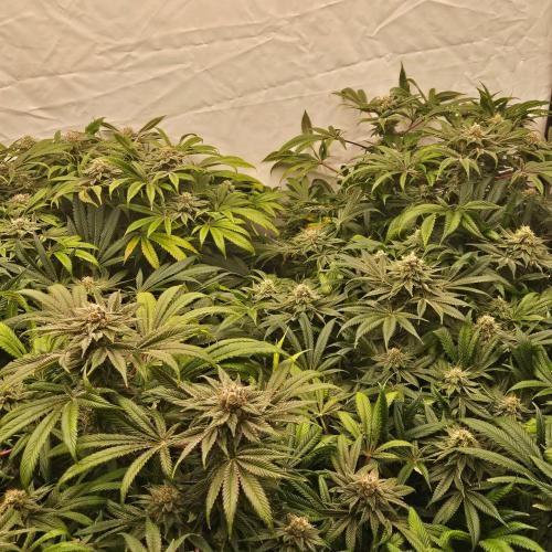 Black Domina. Week 7