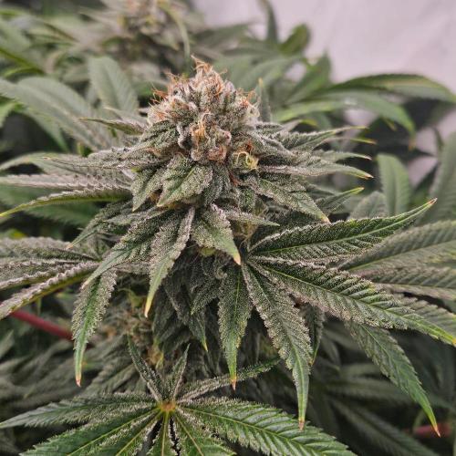 Black Domina. Week 7