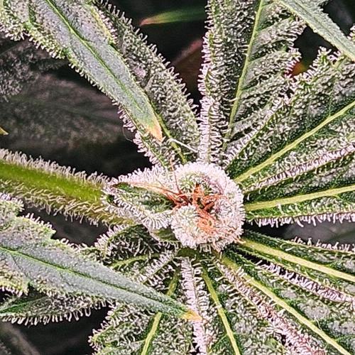 Black Domina. Week 7