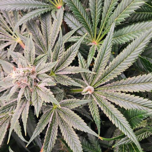 Black Domina. Week 7