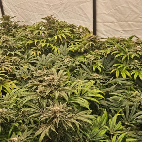 Black Domina. Week 7