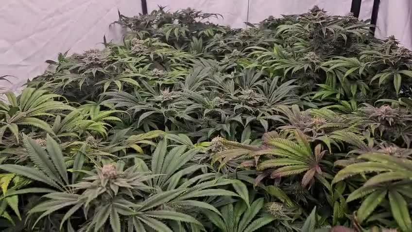 Black Domina