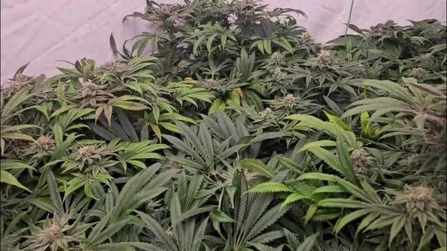 Black Domina