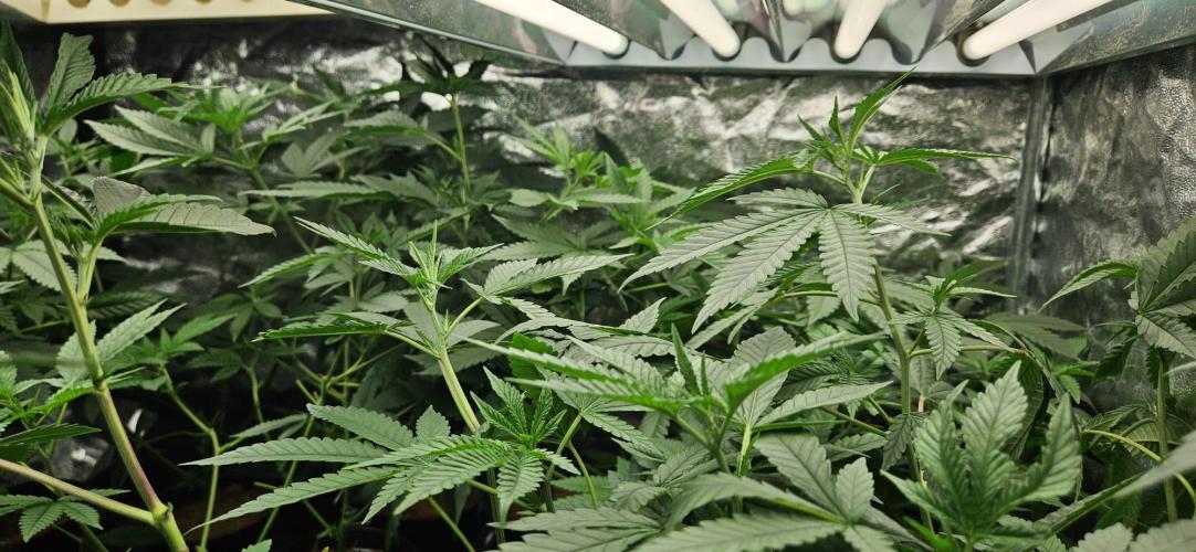 Black Domina #2. Week 4